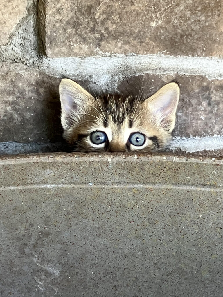 Competition Photo Winner